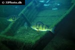 perca fluviatilis perca fluviatilis