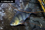perca fluviatilis perca fluviatilis