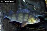 perca fluviatilis perca fluviatilis