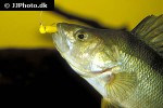 perca fluviatilis perca fluviatilis