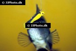 perca fluviatilis perca fluviatilis
