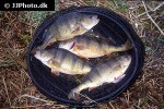 perca fluviatilis perca fluviatilis