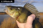 perca fluviatilis perca fluviatilis