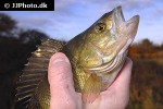 perca fluviatilis perca fluviatilis