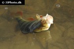 perca fluviatilis perca fluviatilis