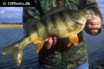 perca fluviatilis perca fluviatilis