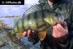 perca fluviatilis perca fluviatilis