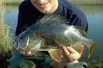 perca fluviatilis perca fluviatilis