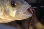 perca fluviatilis perca fluviatilis