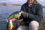perca fluviatilis perca fluviatilis