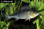 perca fluviatilis perca fluviatilis