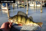 perca fluviatilis perca fluviatilis