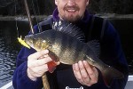 perca fluviatilis perca fluviatilis