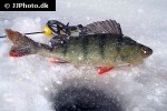 perca fluviatilis perca fluviatilis