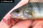 perca fluviatilis perca fluviatilis