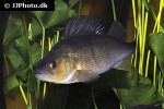 perca fluviatilis perca fluviatilis