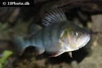 perca fluviatilis perca fluviatilis