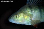 perca fluviatilis perca fluviatilis