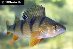 perca fluviatilis perca fluviatilis