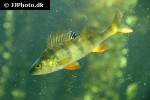 perca fluviatilis perca fluviatilis