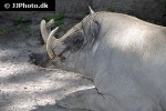 babyrousa babyrussa moluccan babirusa pig babyrousa babyrussa moluccan babirusa pig