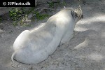 babyrousa babyrussa moluccan babirusa pig babyrousa babyrussa moluccan babirusa pig