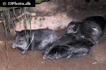 pecari tajacu collared peccary pecari tajacu collared peccary