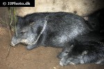 pecari tajacu collared peccary pecari tajacu collared peccary