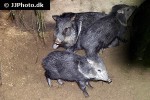 pecari tajacu collared peccary pecari tajacu collared peccary