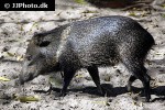 pecari tajacu collared peccary pecari tajacu collared peccary