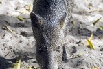 pecari tajacu collared peccary pecari tajacu collared peccary