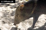 pecari tajacu collared peccary pecari tajacu collared peccary