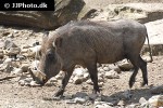 phacochoerus aethiopicus ommon desert warthog phacochoerus aethiopicus ommon desert warthog