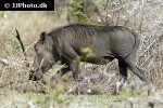phacochoerus aethiopicus ommon desert warthog phacochoerus aethiopicus ommon desert warthog