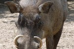 phacochoerus aethiopicus ommon desert warthog phacochoerus aethiopicus ommon desert warthog