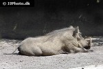 phacochoerus aethiopicus ommon desert warthog phacochoerus aethiopicus ommon desert warthog