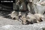 phacochoerus aethiopicus ommon desert warthog phacochoerus aethiopicus ommon desert warthog