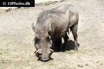 phacochoerus aethiopicus ommon desert warthog phacochoerus aethiopicus ommon desert warthog