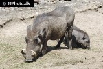 phacochoerus aethiopicus ommon desert warthog phacochoerus aethiopicus ommon desert warthog
