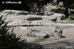 phacochoerus aethiopicus ommon desert warthog phacochoerus aethiopicus ommon desert warthog