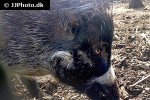 sus cebifrons visayan warty pig sus cebifrons visayan warty pig