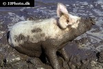 sus scrofa domesticus domestic pig sus scrofa domesticus domestic pig