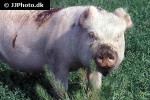 sus scrofa domesticus domestic pig sus scrofa domesticus domestic pig