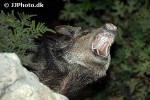 sus scrofa ferus wild boar sus scrofa ferus wild boar