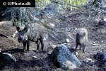 sus scrofa ferus wild boar sus scrofa ferus wild boar