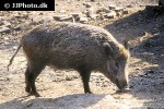 sus scrofa ferus wild boar sus scrofa ferus wild boar