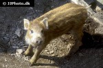 sus scrofa ferus wild boar sus scrofa ferus wild boar