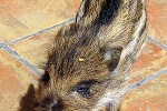 sus scrofa ferus wild boar sus scrofa ferus wild boar
