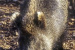 sus scrofa ferus wild boar sus scrofa ferus wild boar