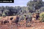 sus scrofa ferus wild boar sus scrofa ferus wild boar